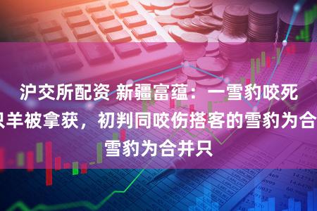 沪交所配资 新疆富蕴：一雪豹咬死35只羊被拿获，初判同咬伤搭客的雪豹为合并只